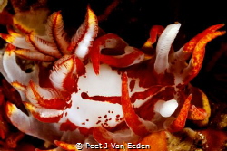 Fiery nudibranch by Peet J Van Eeden 